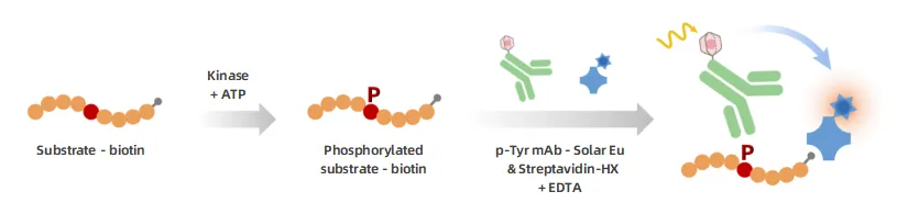 KeyTec® TR-FRET Revamped TKs kinase kit A1080023S