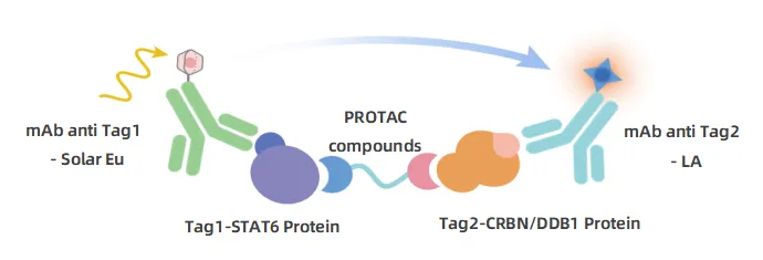 KeyTec® TR-FRET  STAT6 / CRBN PROTAC Binding Assay kit A1090008D
