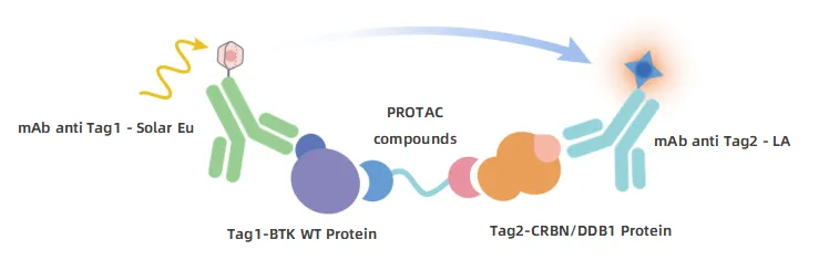 KeyTec® TR-FRET  BTK WT / CRBN PROTAC Binding Assay kit A1090010D