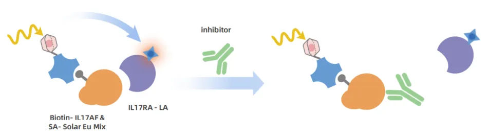 KeyTec® TR-FRET  Human IL17AF / IL17RA Binding Assay Kit A1070108D