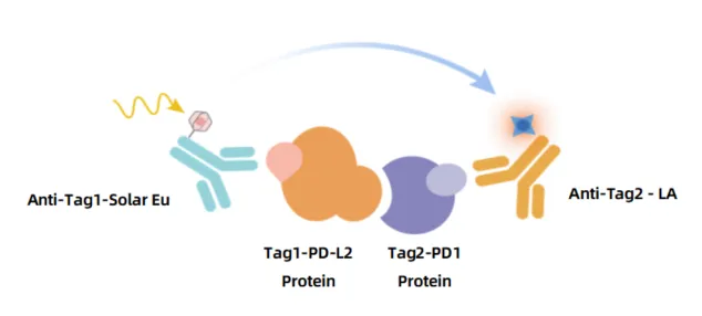 KeyTec® TR-FRET PD1/PD-L2 Binding Assay kit A1090014D