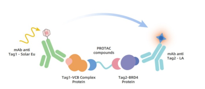 new-product-launch-keytec-tr-fret-brd4vhl-protac-binding-assay-kit04.jpg new-product-launch-keytec-tr-fret-brd4vhl-protac-binding-assay-kit04.jpg