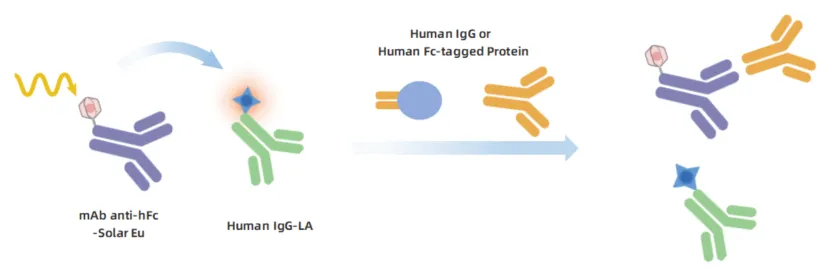 KeyTec® TR-FRET Human Fc Detection kit A1040002S