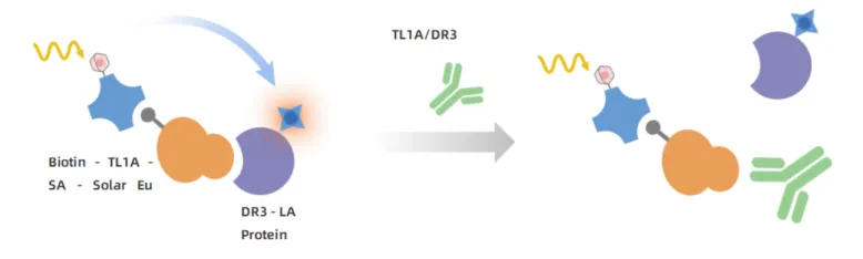 KeyTec® TR-FRET Human TL1A/DR3 binding kit A1040016D