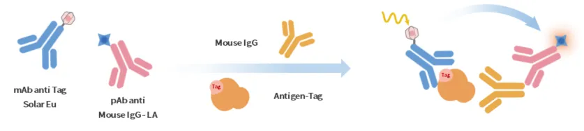 KeyTec® TR-FRET Hybridoma screening Kit (FLAG tagged antigen, Mouse IgG) A1040018S
