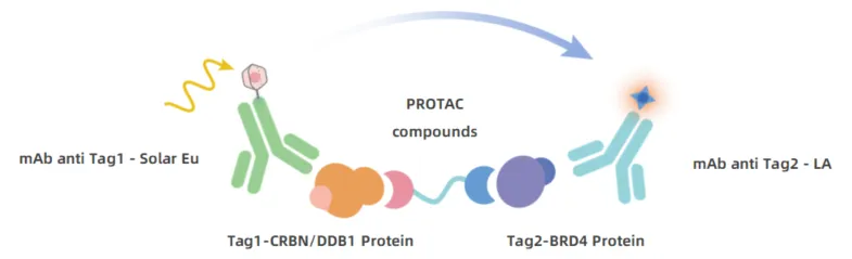 KeyTec® TR-FRET  BRD4 / CRBN PROTAC Binding Assay kit A1090016D
