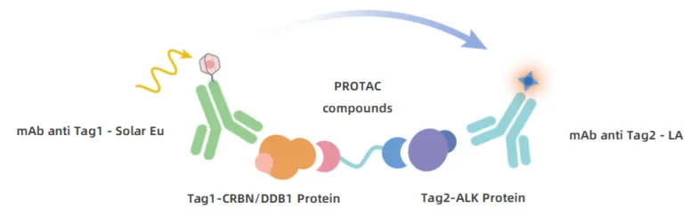 KeyTec® TR-FRET  ALK / CRBN PROTAC Binding Assay kit A1090017D