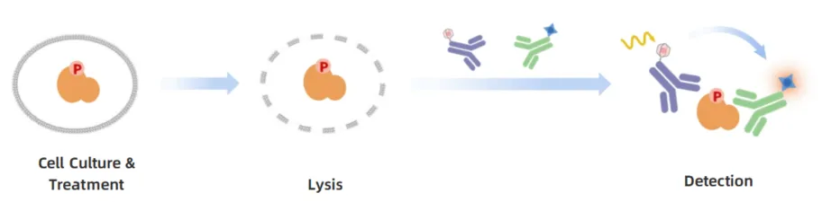 KeyTec® TR-FRET Phospho-EGFR (Y1068) Kit A1060365D