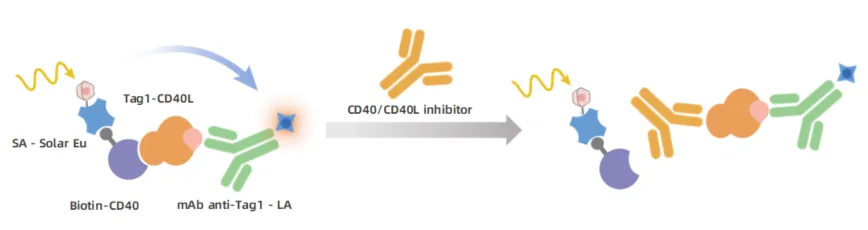 KeyTec® TR-FRET  Human CD40 / CD40L Binding Assay kit A1090011D
